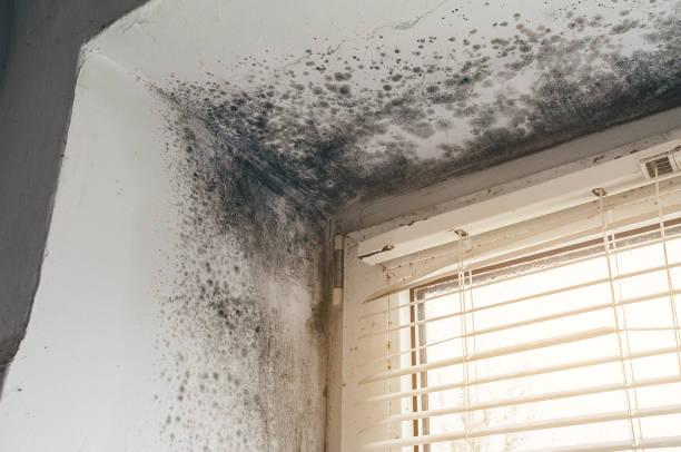 Affordable Attic Mold Removal solutions in Fishertown, PA